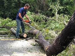 How Our Tree Care Process Works  in  Rustburg, VA